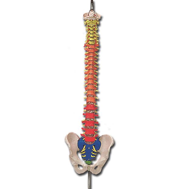 Spinal Column Point SPINAL COLUMN with colour coded regions - Regalmed | Medical Equipment ...